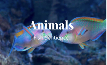 Animals - Fish Sentience