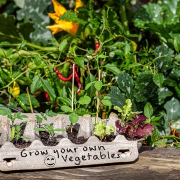 Grow-your-own-veg