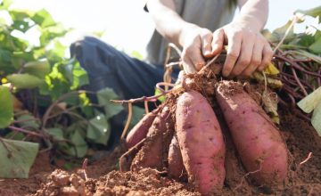 Sustainable Food System