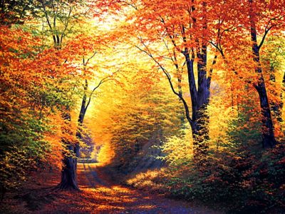 autumn-colours