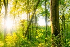 Forest-banner