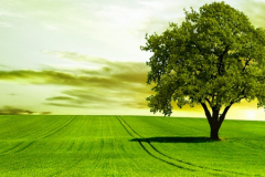 Header-image-green-tree