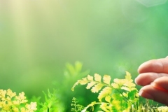 ecology-banner