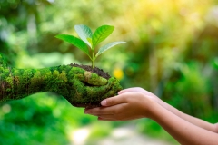 environment Earth Day In the hands of trees growing seedlings. Bokeh green Background Female hand holding tree on nature field grass Forest conservation concept