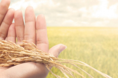 hand holding harvested paddy
