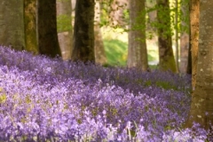 lavender-banner