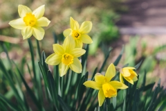 Daffodils