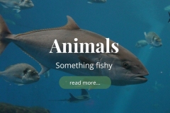 Animals-July-24