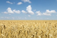 corn-and-sky