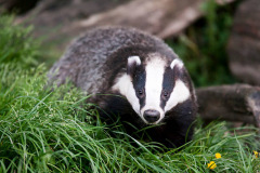 European badger also called Eurasian badger