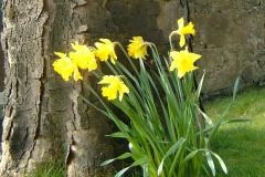 Daffodils-copy