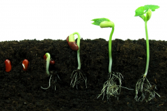 soil-and-sprout